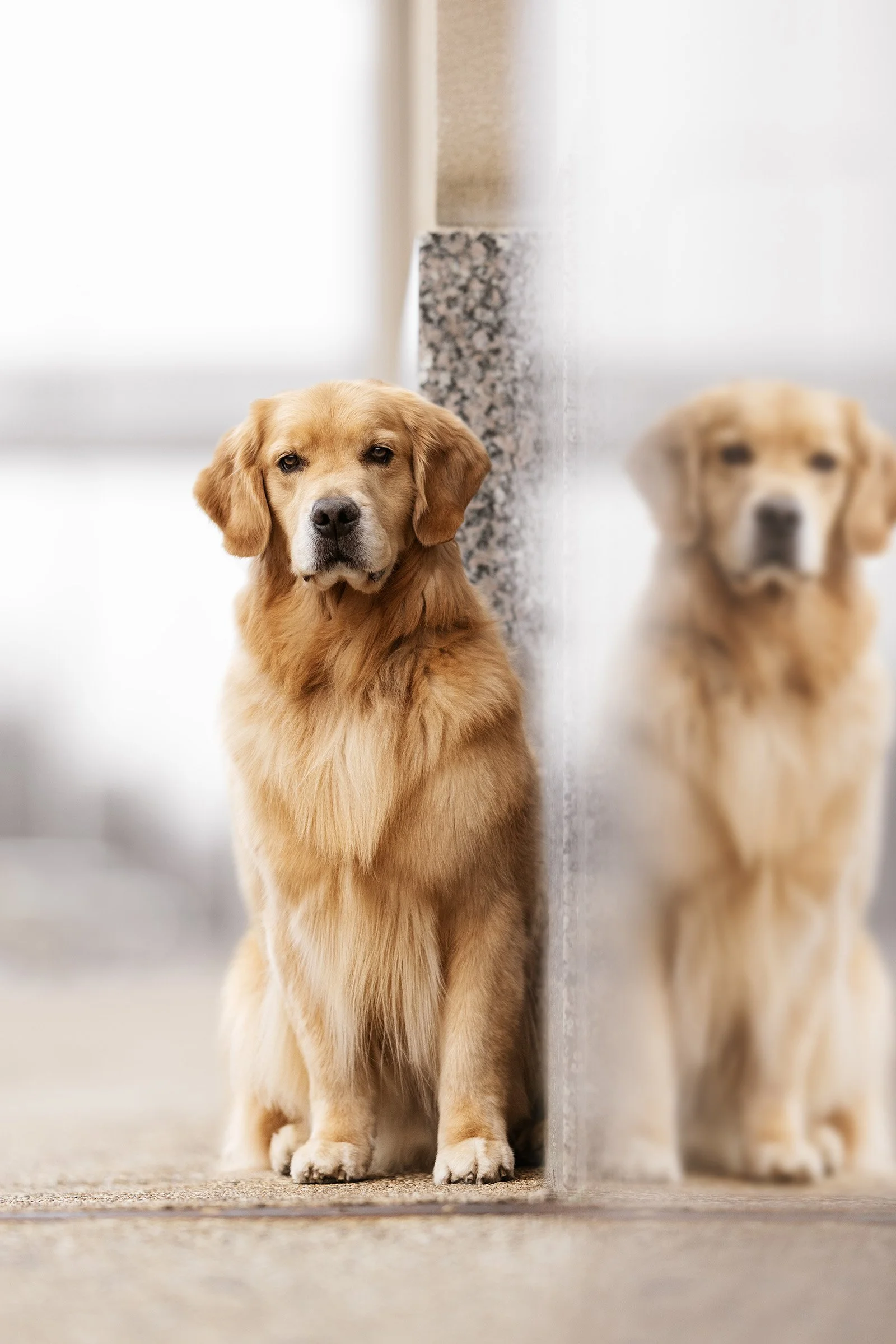 Golden Retriever Urban Dog Photography — J.Klein Photos